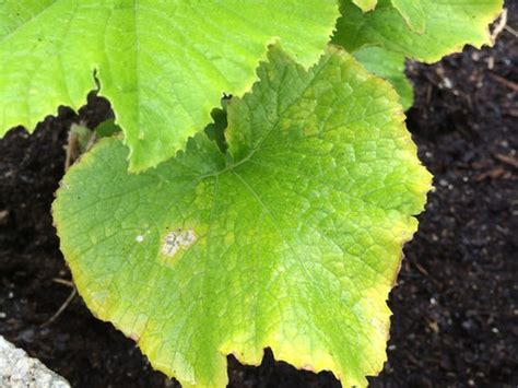 Then avoid planting zucchini or other cucurbit plants (cucumbers, melons, squash, pumpkins) in • because your zucchini are turning brown before dropping, i suspect blossom end rot could be to blame. Zucchini leaves pale and brown edges