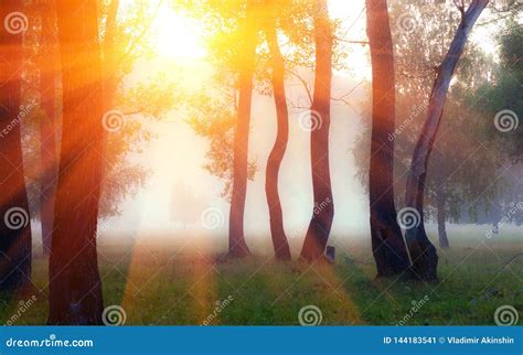 Early Foggy Morning In The Forest With The Rays Of The Sun Breaking