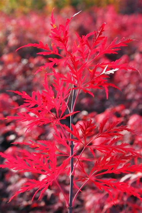 Buy Acer Palmatum Dissectum Red Dragon Dwarf Japanese Maple Mr