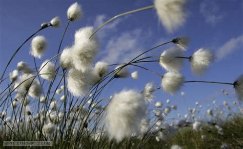 Bbc Nature Cottongrass Videos News And Facts