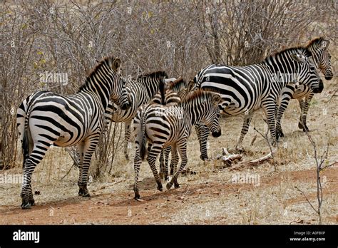Ruaha National Park Tanzania Miombo Woodland Plains Burchells Zebra