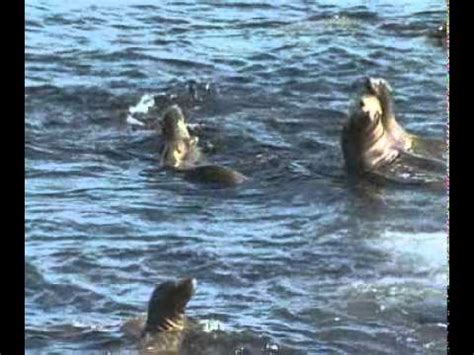 But there's no sense crying over every mistake you just keep on trying till you run out of cake and the science gets done and you make a neat gun for the people who are still alive. Prehistoric Sharks: Megalodon Video Discovery Channel ...