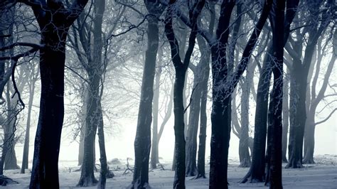 10 Top Snowy Dark Forest Wallpaper Full Hd 1920×1080 For Pc Background 2021