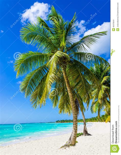 Tropical Sandy Beach With Exotic Palm Trees Stock Image