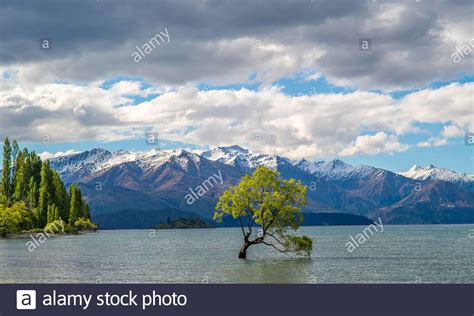 That Wanaka Tree High Resolution Stock Photography And Images Alamy