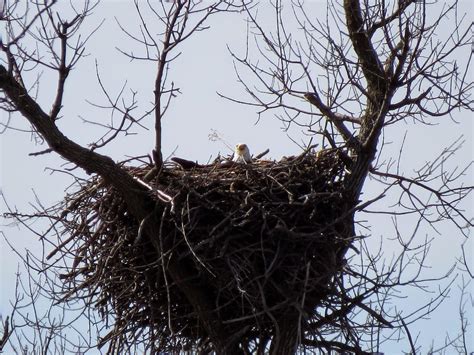 The Bald Eagle Builds The Largest Nest Of Any North American Bird The