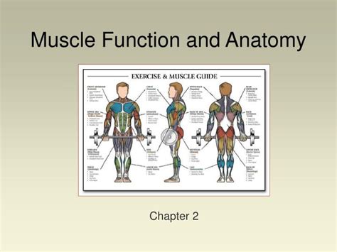 Ppt Muscle Function And Anatomy Powerpoint Presentation Free