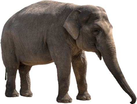Elephant Png Image Purepng Free Transparent Cc0 Png Image Library Images