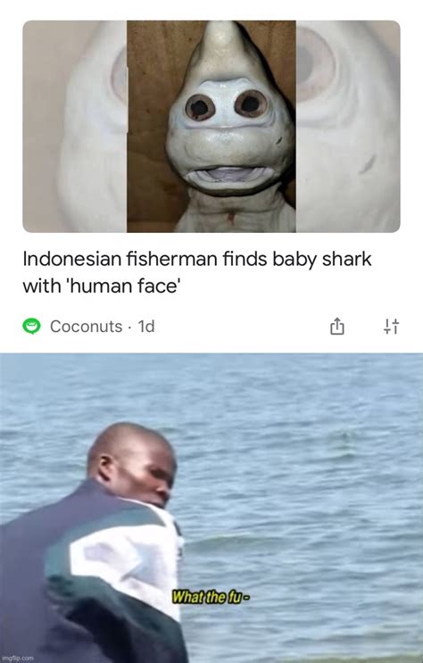 Yeah This Is The Baby Shark That You See On The Song Imgflip