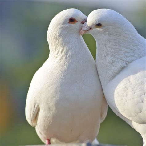 Two Loving White Doves Pet Birds Cute Birds Beautiful Birds