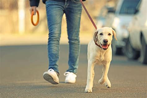 8 Easy Tips For Walking An Energetic Dog Petsecure