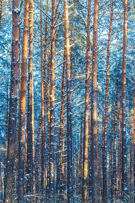 Winter Forest Trees Nature Snow Woods Stock Image Image