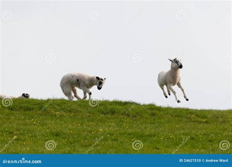 Leaping Spring Lambs Stock Photo Image Of Leap Yorkshire 24627510