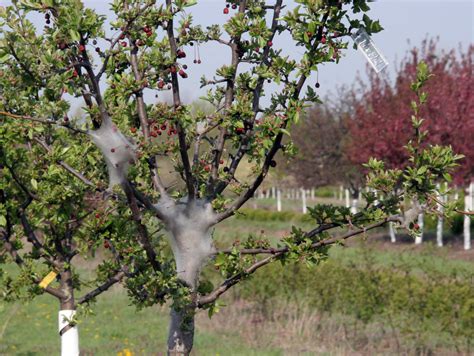 It is spectacular in bloom, but a young tree may not bloom until it is five to eight years old. Eastern tent caterpillar invades Indiana's flowering trees