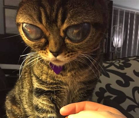 Rare Eye Condition Makes Matilda The Cat Look Like Shes From Outer