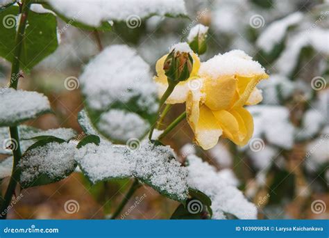 Yellow Rose Blooming Under The Snow Stock Photo Image Of Beautiful