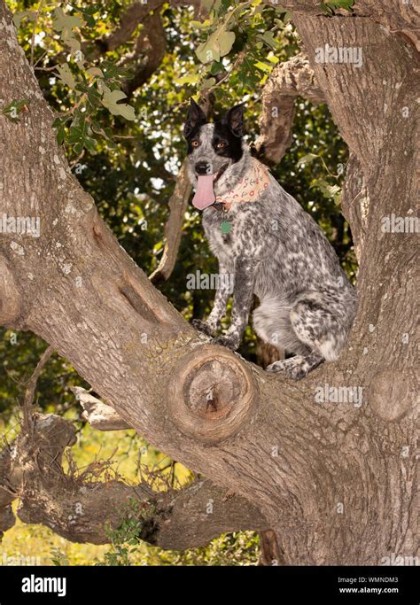 talonador texas sentado en lo alto de un árbol un perro obediente divirtiéndose en un caluroso