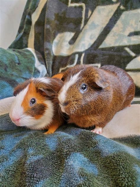 Guinea Pig For Adoption Peanut And Buttercup A Guinea Pig In