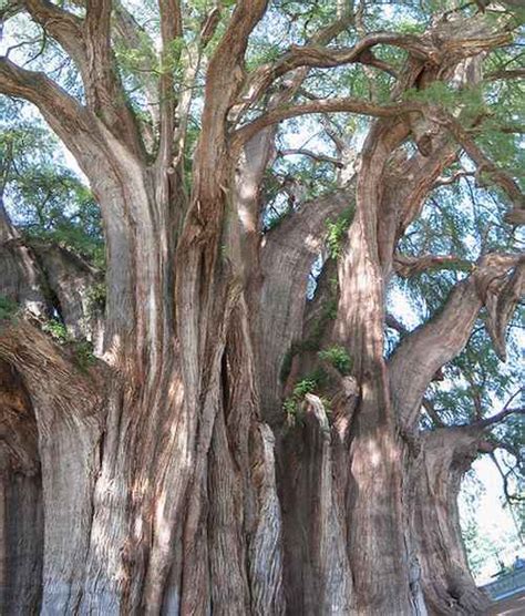 Strange Trees From Around The World ~ When We Find Some Fun