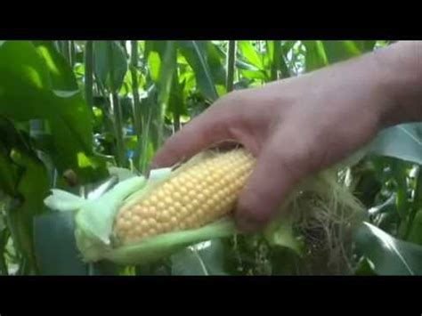 How to tell zucchini is ready to be picked. How to Tell If Corn Is Ready To Be Picked - Sweet Corn ...