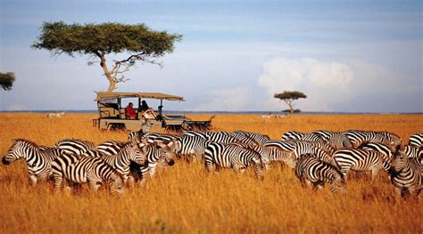 What Are The Things Included In Tanzania Safari Cost