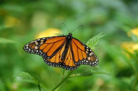 9 monarch butterflies facts more than just migrators jake s nature blog