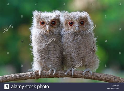 Owls High Resolution Stock Photography And Images Alamy