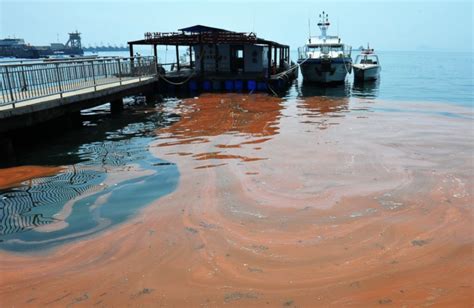 The Grotesque Truth About Fls Red Tide Disaster Lake O
