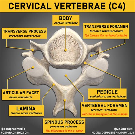 Transverse Foramen Of Cervical Vertebrae