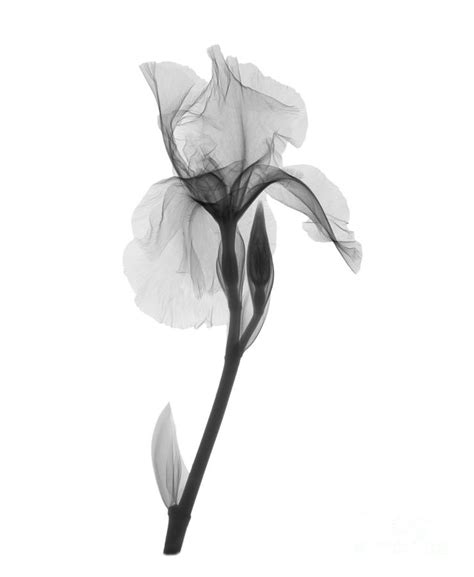 An X Ray Of An Iris Flower Photograph By Ted Kinsman Pixels