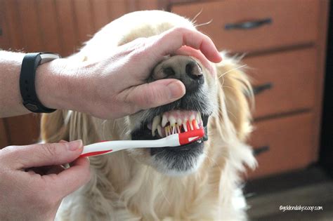 Much like humans, major life changes and disruptions will also affect a dog's sleeping patterns. DIY: Homemade Dog Toothpaste
