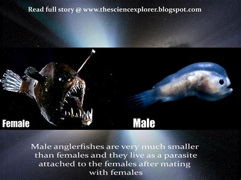 Science At Your Home Male Angler Fish A Parasite