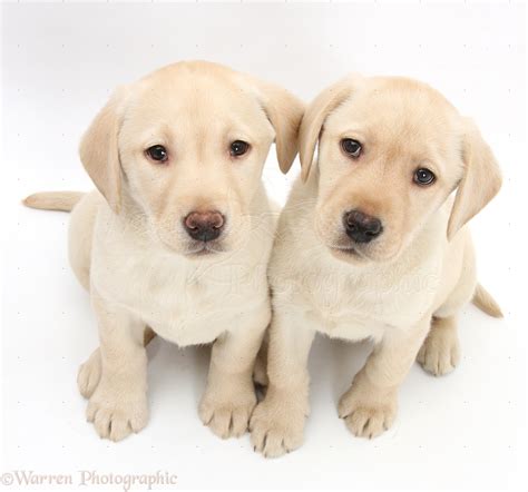 Dogs Yellow Labrador Retriever Puppies 8 Weeks Old Photo Wp26465