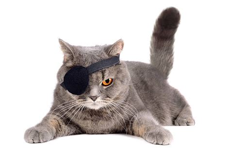 620 One Eyed Cat Stock Photos Pictures And Royalty Free Images Istock