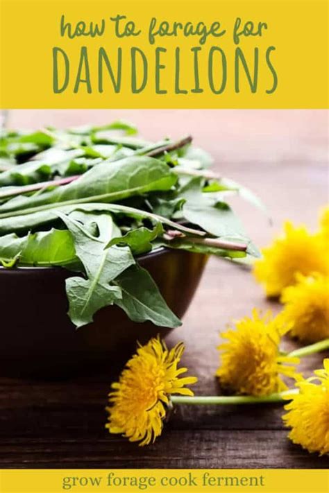 Dandelion Foraging Identification Look Alikes And Uses Foraging