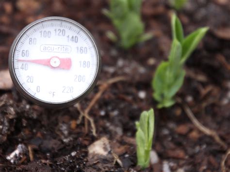 Soil Temperatures And Seed Germinationgrowth — Plant And Pest Advisory
