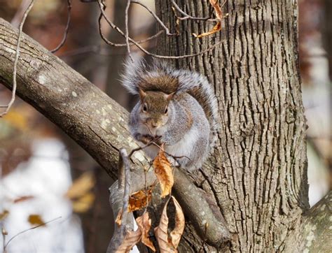 A Very Persistent Squirrel Smithsonian Photo Contest Smithsonian