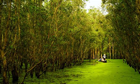 Top 4 Must Visit Forests In Mekong Delta Vietnam Eviva Tour Blog