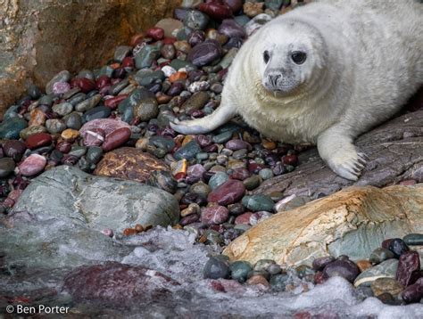 Grey Seal Pups