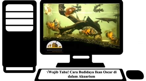 Termasuk memelihara ikan oscar dari usia anakan juga. Wajib Tahu! Cara Budidaya Ikan Oscar di dalam Akuarium