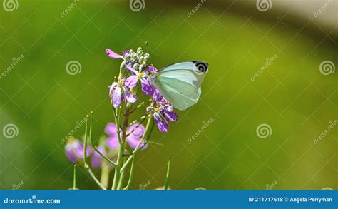 Farfalla Bianca Su Fiori Viola Fotografia Stock Immagine Di Verde
