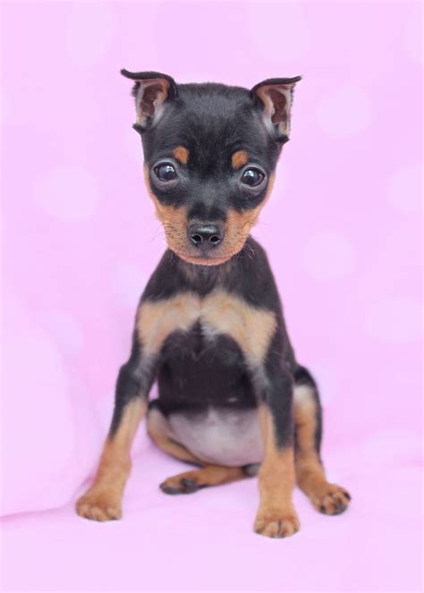 Miniature Pinscher Min Pin Puppies For Sale Teacups Puppies And Boutique