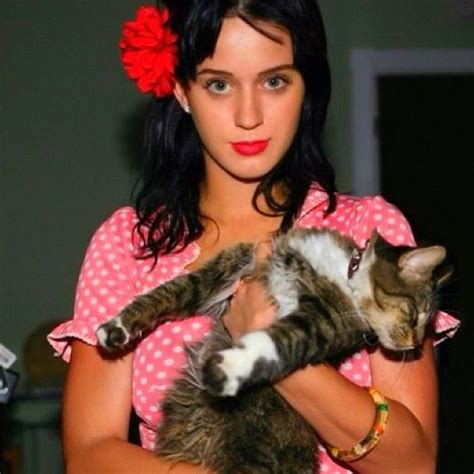 katy perry kitty purry celebrities with cats hollywood celebrities celebs grey kitten grey