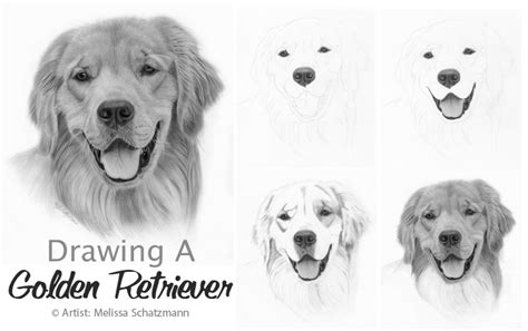 Drawing Lesson How To Draw A Golden Retriever Dog Drawing Golden