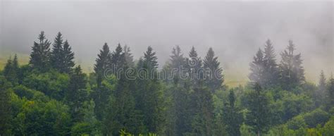 Fir Tree Forest In Dense Mist Stock Image Image Of Valley Branch
