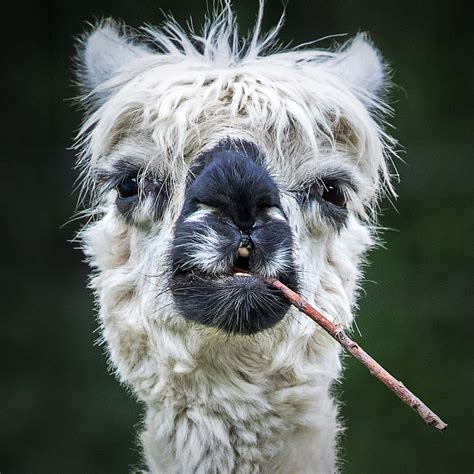 Download White Funny Llama With Stick Picture