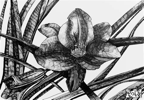 Blackandwhite Botanical Sketch On Behance