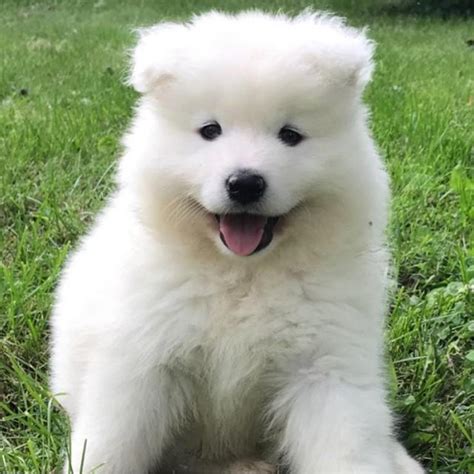 Find the perfect samoyed puppies from all over the world! AKC Samoyed Puppies in Rochester, New York - Puppies for ...