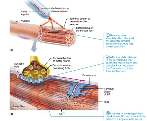 Structure Of A Neuromuscular Junction And Skeletal Muscle Fiber