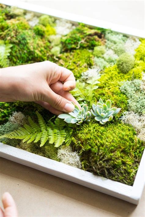 Indoor Moss Garden Uk Happy Gardening